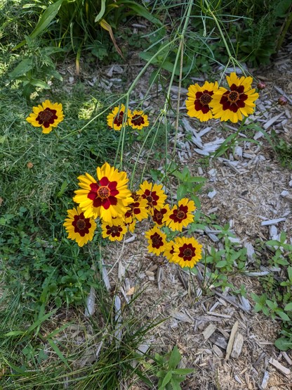 A few Coreopsis flowers; a brilliant yellow, daisy-like flower with a deep red center.
