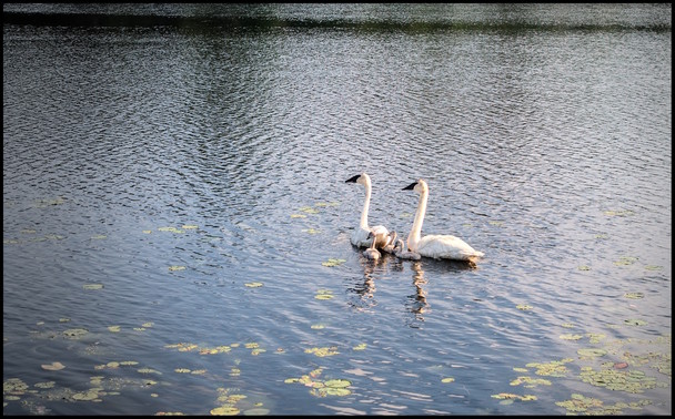 Two adults swans with three babies huddled next to them. The family is swimming on a large lake with lillypads in foreground.