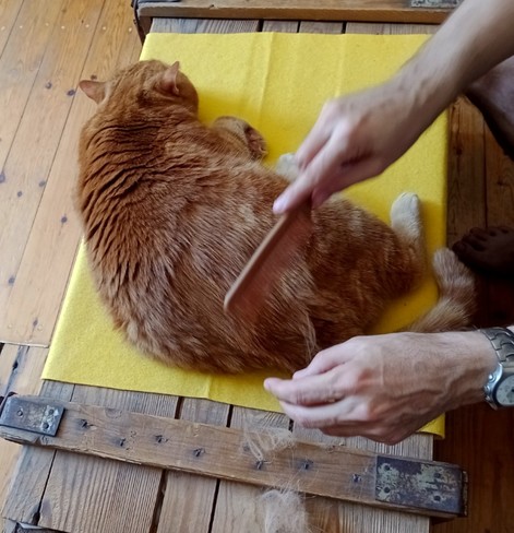 red cat getting his fur combed
