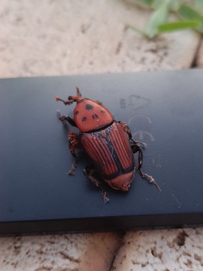 Red beetle on a remote.