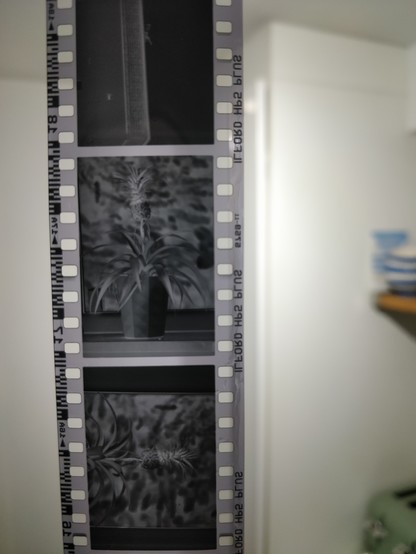 A picture of a few frames of developed film hanging to dry. The edge of the film reads 
