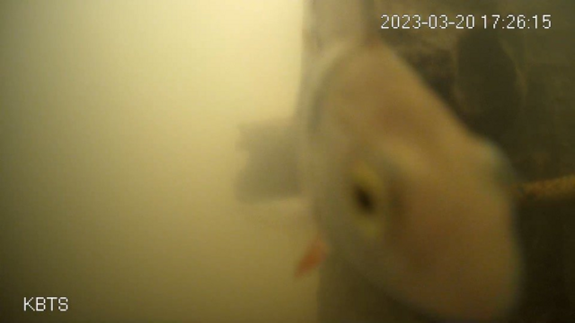 fish through the lens of the underwater camera/doorbell