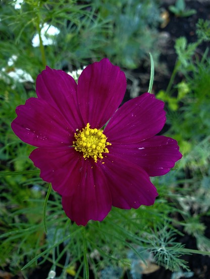 Close up of dark magenta flower with 8 petals and a bright yellow center 