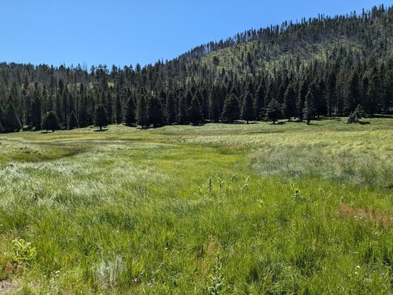 A lush grass-filled mountain valley, rimmed with ponderosa forest
