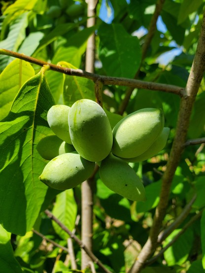 A close up of a bunch of small pawpaws, 7 visible