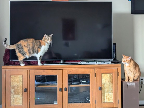 A calico and a ginger cat on the furniture in front of a large TV.