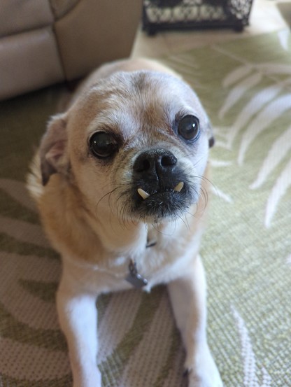 A very good 14-year-old pug named Baxter.