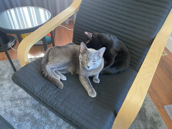 Apollo sitting in an IKEA chair looking very content while Mars is washing the back of his neck.