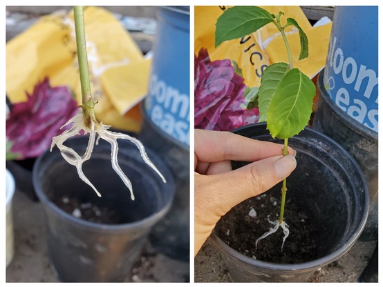 Two pictures, side by side. On the left, several inch long white roots at the base of a green stem. On the right, a more zoomed out shot showing the same stem held between thumb and forefinger. The stem has leaves at the top and is going into a gallon pot.