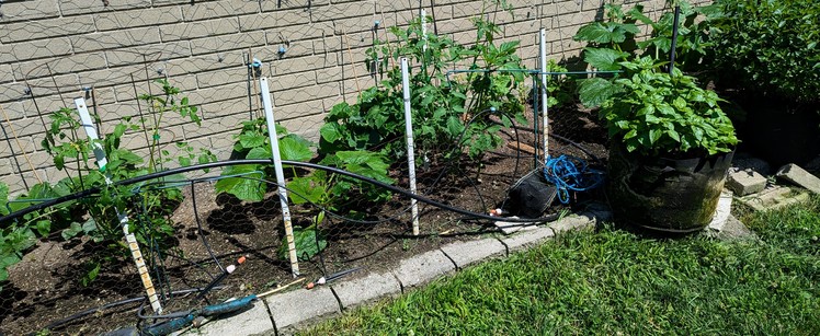 A number of gazebo-garbage stakes supporting a wire mesh fence. There is an additional stake in the background supporting a peony frame with a tomato plant. The eagle eyed will notice evidence of not just one but two gazebo carcasses as the far right fence support stake is black not white like the others.