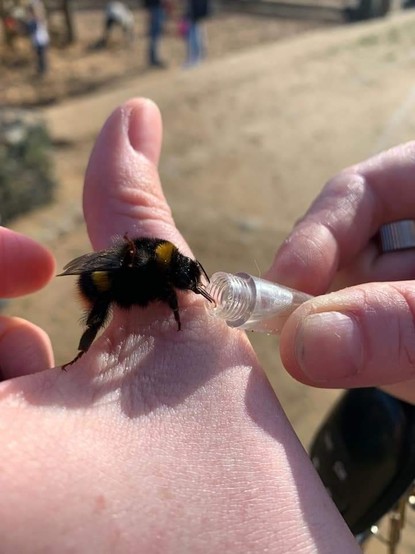 Photo of a bee sitting on someone's hand drinking from a tube held by another hand
