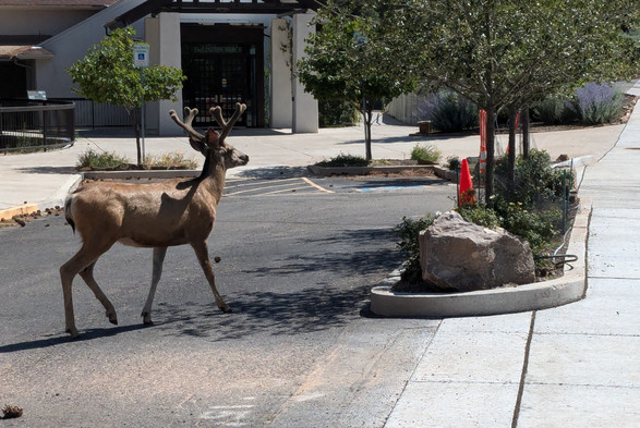 a mule deer buck with antlers in velvet walks across a driveway toward a tree