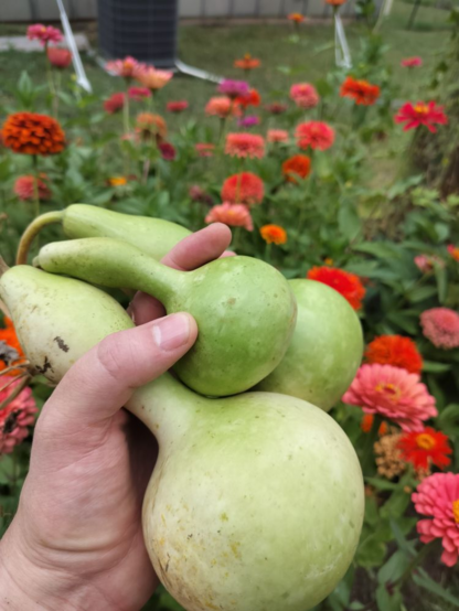 Three small green birdhouse gourds in hand. A bed of zinnias in bloom in the background.