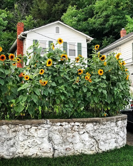 A wall of sunflowers above a whitewashed stone wall in front of a white house. 