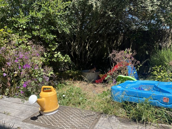 A picture of a backyard full of overgrown flowers and weeds. In the back, in the shade of a tree there is a metal washbasin and in the washbasin a young toddler seen from the back. It’s a bright sunny day. 