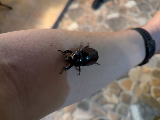 Big black beetle crawling up my arm