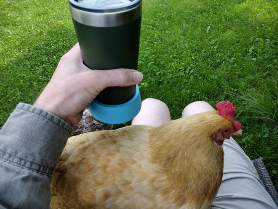 Fluff, the buff orpington hen, sits on the photographer's lap as the photographer holds his coffee. There is green grass in the background.