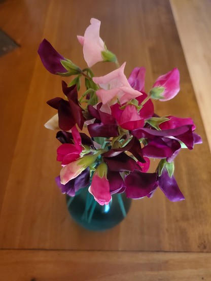 Light pink, dark pink, and dark purple sweet pea flowers in a turquoise glass vase, photo from above