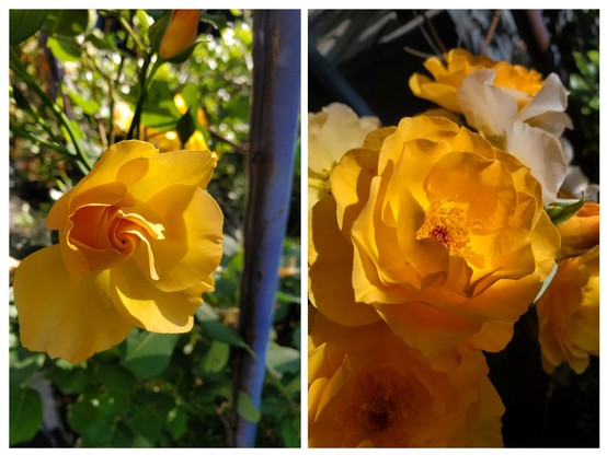 Two photos together, both of golden rose blooms. On the left, a just-opening bud. On the right, a fully open rose with center showing surrounded by additional open blossoms