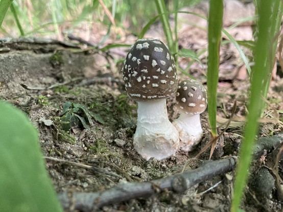 Two very small brown and white mushrooms.  Amanita pantherina, aka 