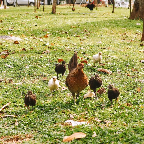 Jungle fowl hen and her chicks on grass open space next to the roads coming towards the camera  