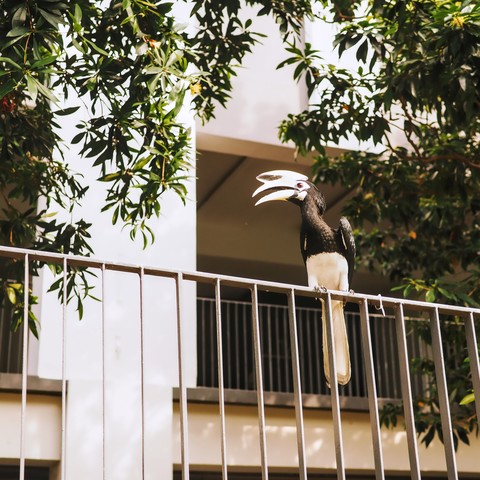 A Palawan hornbill spotted perching on guard railing next to residential building in the city 