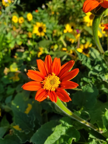 Bright orange flower with single row of petals and yellow center, shining in the sun. Small sunflowers can be seen blooming in the background
