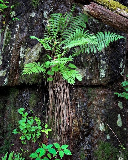 A lush fern with streaming root tendrils clings to the face of a wet stone wall. 