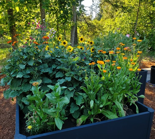 Black raised bed with mixed orange and yellow flowers, tree trunks with sun shining thru behind