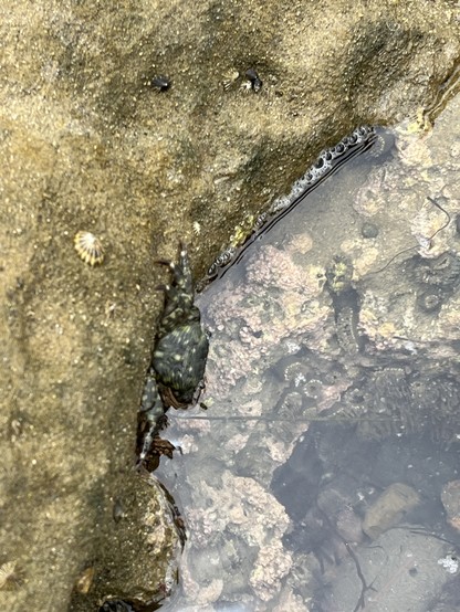 A crab partially submerged in a tide pool with surrounding rocks and aquatic life.