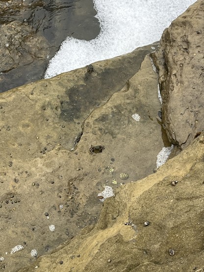 Rocks near water with a small crab and foam patches.