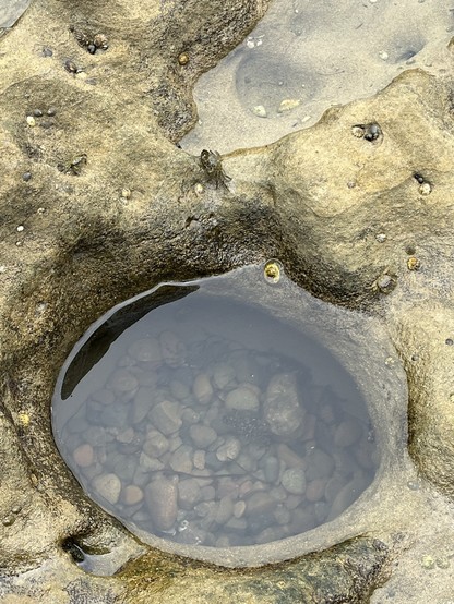 A small water-filled tide pool with pebbles at the bottom, surrounded by rocky terrain scattered with tiny marine creatures.