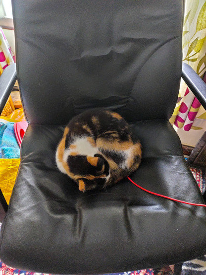 A tortoiseshell cat curled up on an office chair with a phone charger cable coming out from underneath her