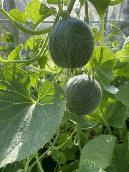 Tennis ball sized melons, hanging from the plant in a greenhouse