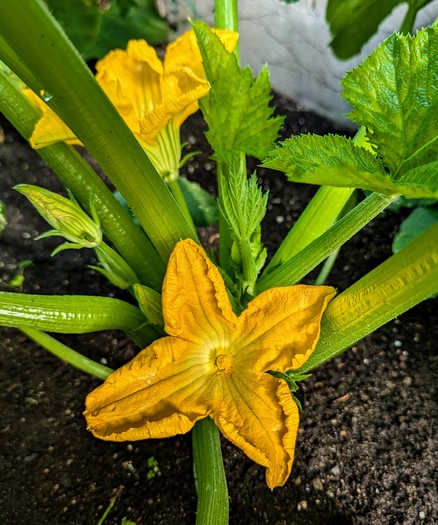 The base of a zucchini plant with a large open yellow blossom in the foreground. There is another open blossom and a bud visible as well.