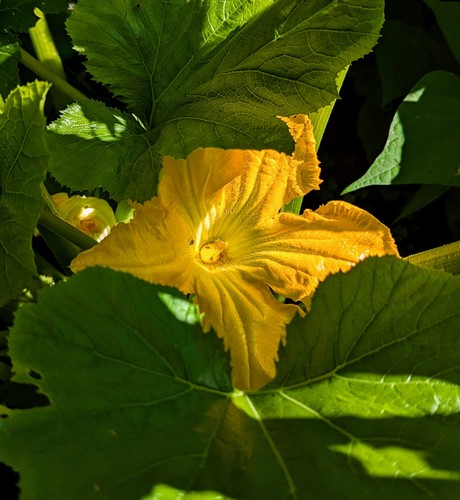 A single zucchini blossom fighting its way to the sun through extensive foliage. There is a very small bug on the blossom.