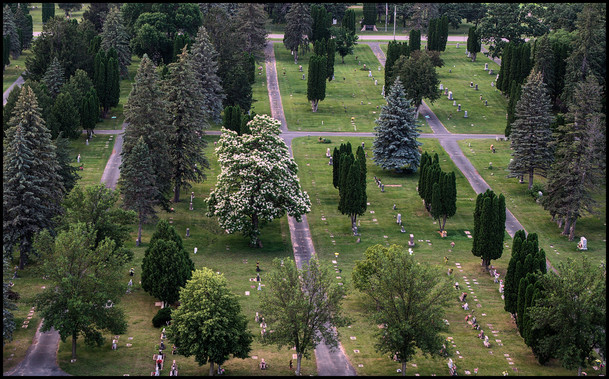 View from just above the treetops of a cemetary, broken up into rectangular grids with straight paved paths between each section. In the center of the image is a tree with with flowers.