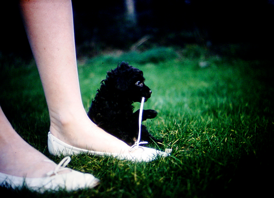 A photo of a woman's legs wearing summer shoes with a bow on them. The background is lush green grass. There is a toy poodle puppy busily undoing the bow of one of the shoes while looking innocently off into the distance.