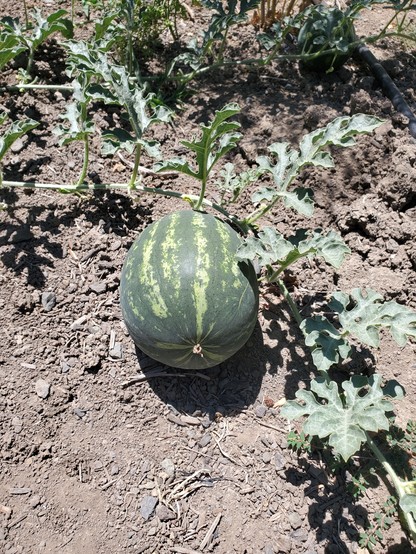 Green watermelon with light green stripes on bare ground with watermelon vines/leaves around it