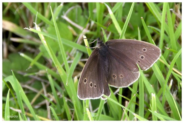A small brown ringlet butterfly resting on a blade of grass