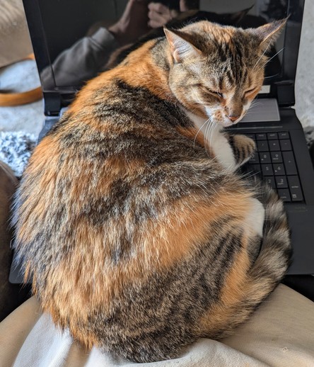 Calico cat sleeping on a laptop computer keyboard.