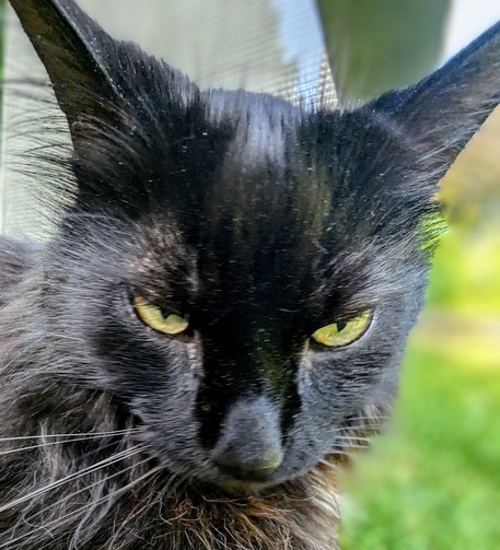 Headshot of fluffy black cat sitting on garden chair. Taken at 0.5X zoom which stretches portions of the image away from the image centre. In this case his ears. Combine that with his resting grump face and the result is seriously approaching the demonic.