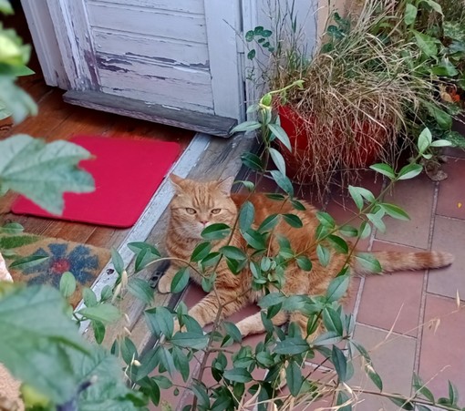 red cat behind green bushes on the floor