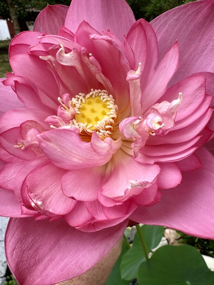 Closeup of a Pink lotus bloom standing g tall above a bathtub fountain in a water garden. 