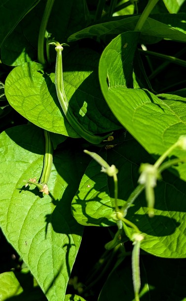 Two very small green beans in the sun against the leaves of the bean plant. There are out of focus blossoms extending toward the camera in the bottom right.