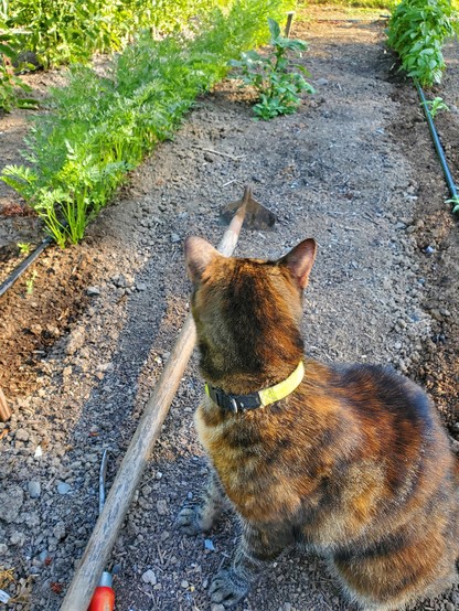 Torbie cat with yellow collar, facing away. A hoe and a red-handled weeder on the left. Rows of carrots in the background, bare dirt between