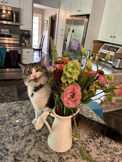A cat biting flowers.