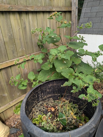 A fence panel provides the background for a large burdock with small purple flowers looking over a compost bin with fresh kitchen waste on top.