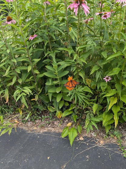 Image shows a stand of purple echinacea with a single butterfly weed stalk at the front. The flower at the top of the stalk is covered by a Monarch Butterfly with wings spread.