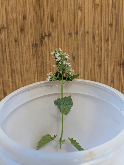 Flowing top of a single stem of motherwort balanced on the edge of a plastic kitchen waste container.